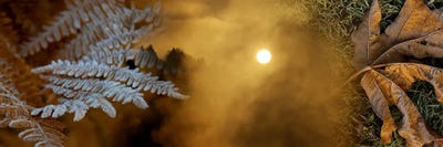 Cold feet leaves by Panoramic Images canvas print