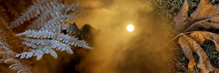 Cold feet leaves by Panoramic Images wall art