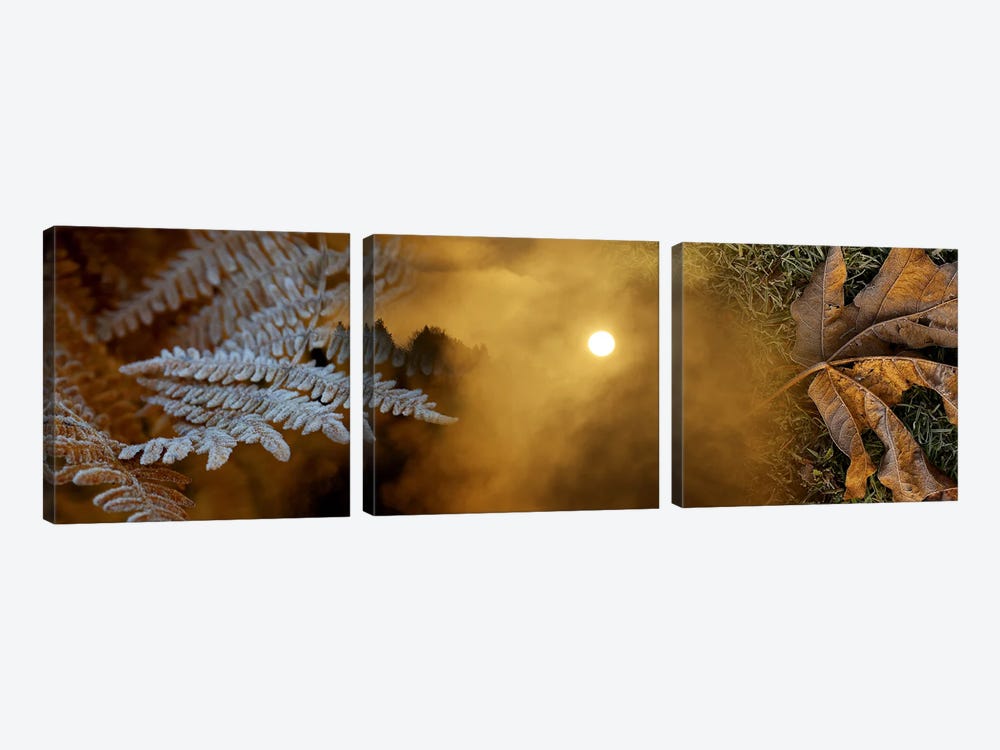 Cold feet leaves by Panoramic Images 3-piece Art Print