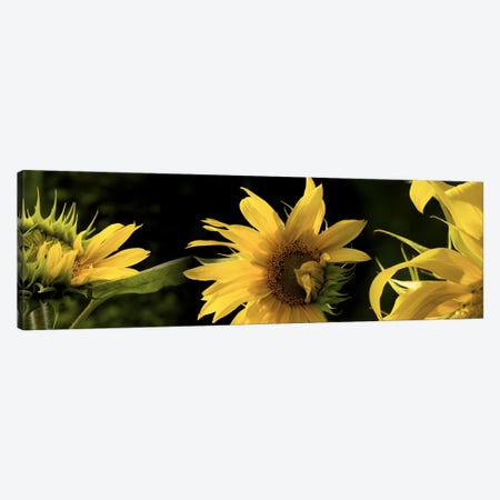 Sunflowers Canvas Print #PIM10225} by Panoramic Images Canvas Art Print