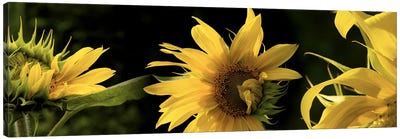 Sunflowers Canvas Art Print - Floral Close-Up Art