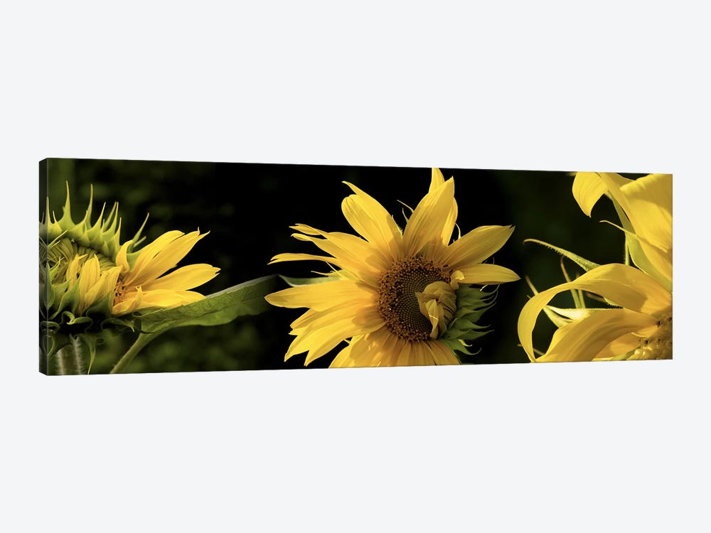 Sunflowers by Panoramic Images 1-piece Canvas Art