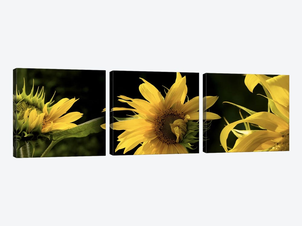 Sunflowers by Panoramic Images 3-piece Canvas Artwork