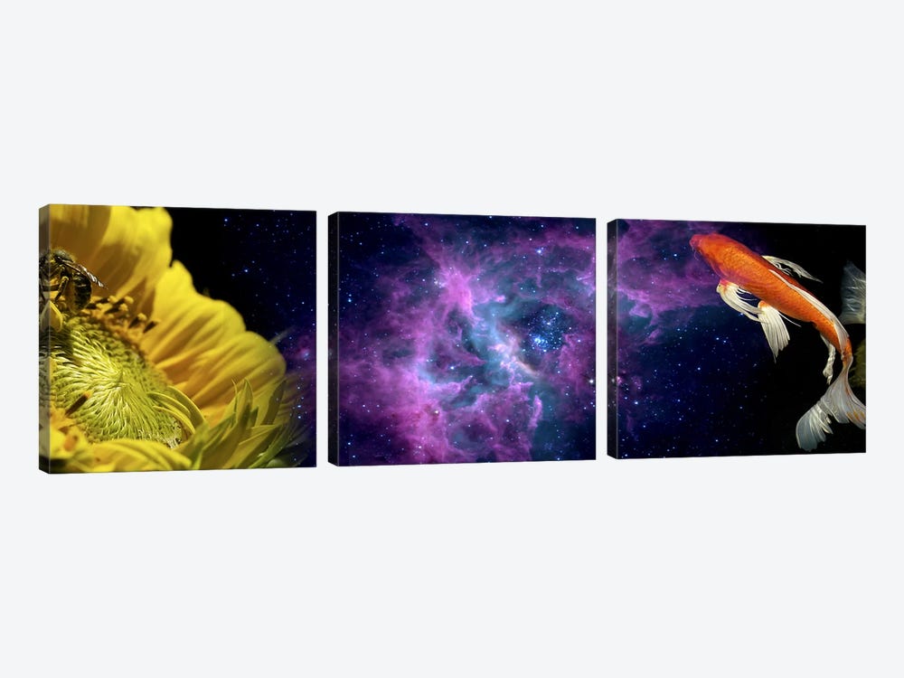 Sunflower and Koi Carp in space by Panoramic Images 3-piece Canvas Print