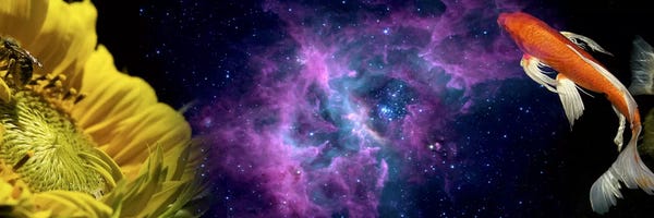 Koi: Sunflower and Koi Carp in space by Panoramic Images