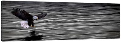 Eagle over water Canvas Art Print - Black & White Animal Art