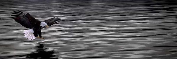 Panoramic Images: Eagle over water by Panoramic Images