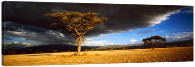 Tree w\storm clouds Tanzania Canvas Art Print - Field, Grassland & Meadow Art