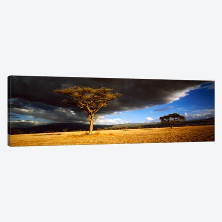 Tree w\storm clouds Tanzania Canvas Print #PIM1026} by Panoramic Images Canvas Art