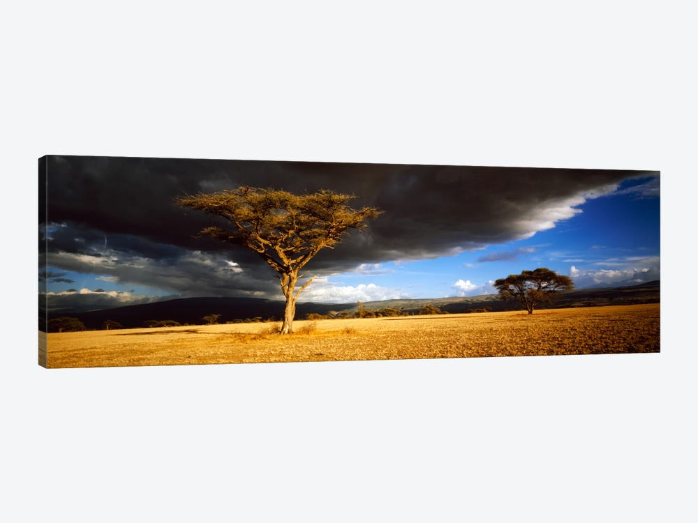 Tree w\storm clouds Tanzania by Panoramic Images 1-piece Canvas Wall Art