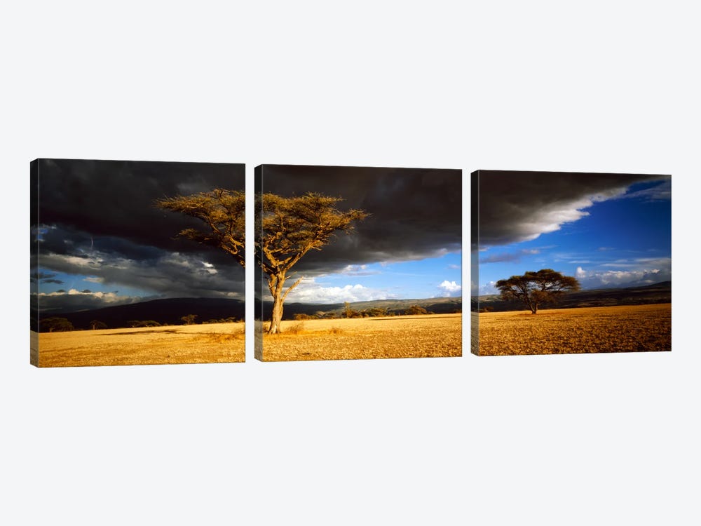 Tree w\storm clouds Tanzania by Panoramic Images 3-piece Canvas Artwork