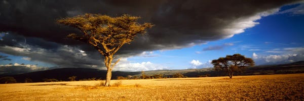 Tanzania: Tree w\storm clouds Tanzania by Panoramic Images