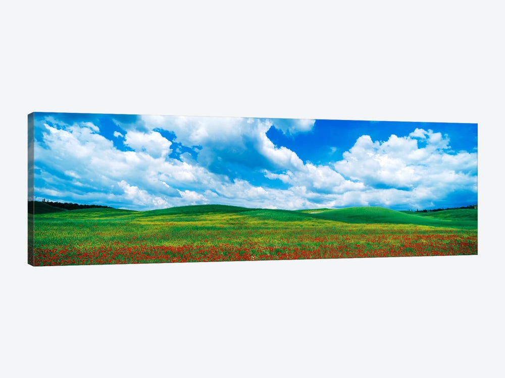 Open Field, Tuscany, Italy by Panoramic Images 1-piece Canvas Print