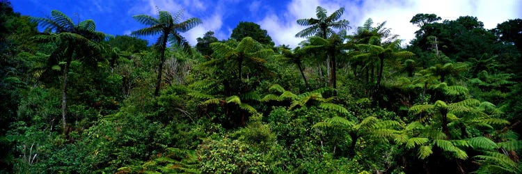 Rain forest Paparoa National Park S Island New Zealand