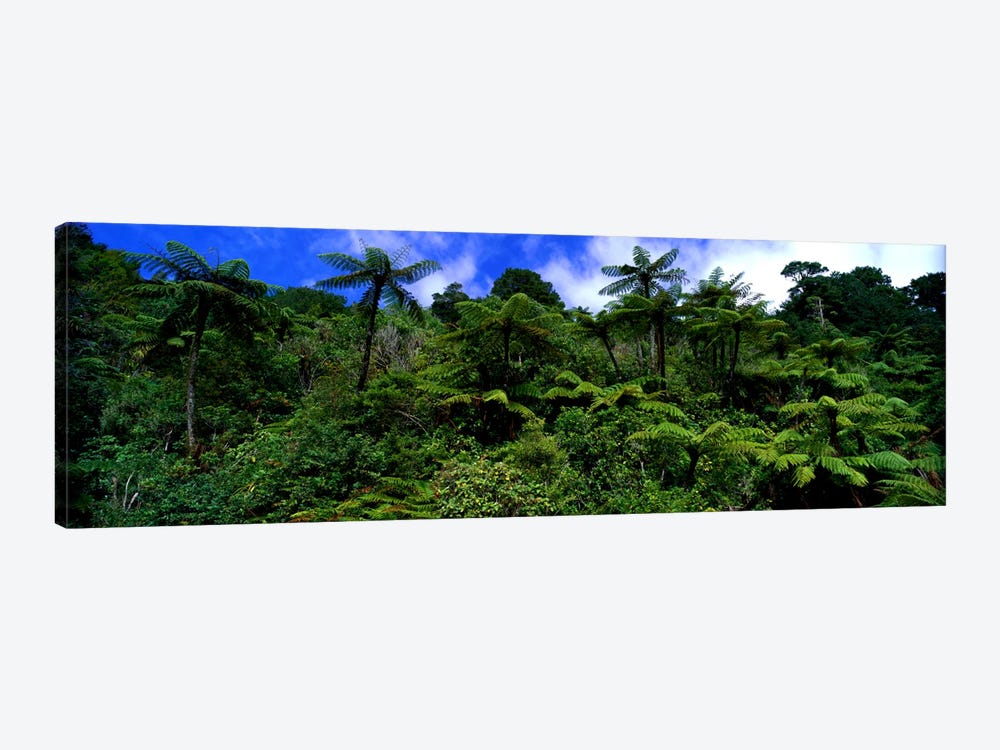 Rain forest Paparoa National Park S Island New Zealand by Panoramic Images 1-piece Art Print