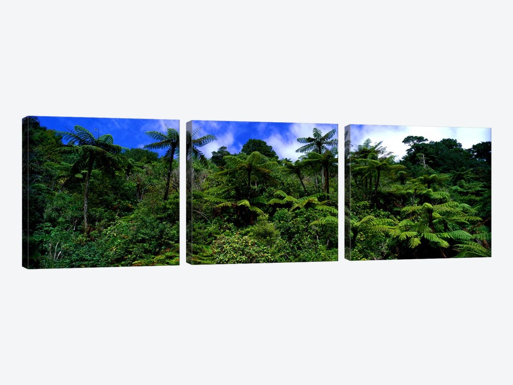 Rain forest Paparoa National Park S Island New Zealand by Panoramic Images 3-piece Canvas Art Print