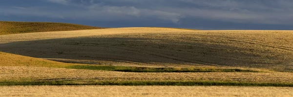 Washington: Wheat field, Palouse, Washington State, USA by Panoramic Images