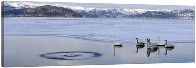 Whooper swans (Cygnus cygnus) on frozen lake, Lake Kussharo, Akan National Park, Hokkaido, Japan Canvas Art Print - Panoramic Photography