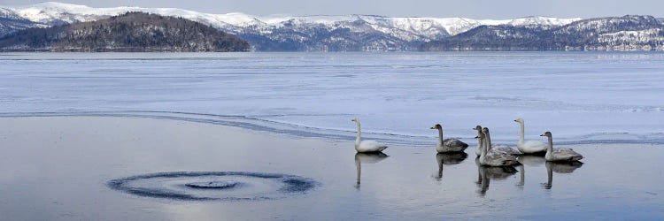 Whooper swans (Cygnus cygnus) on frozen lake, Lake Kussharo, Akan National Park, Hokkaido, Japan