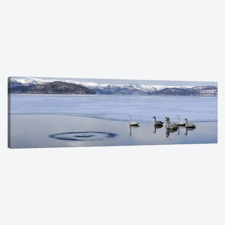 Whooper swans (Cygnus cygnus) on frozen lake, Lake Kussharo, Akan National Park, Hokkaido, Japan Canvas Print #PIM10320} by Panoramic Images Canvas Print