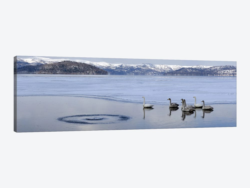 Whooper swans (Cygnus cygnus) on frozen lake, Lake Kussharo, Akan National Park, Hokkaido, Japan 1-piece Canvas Wall Art