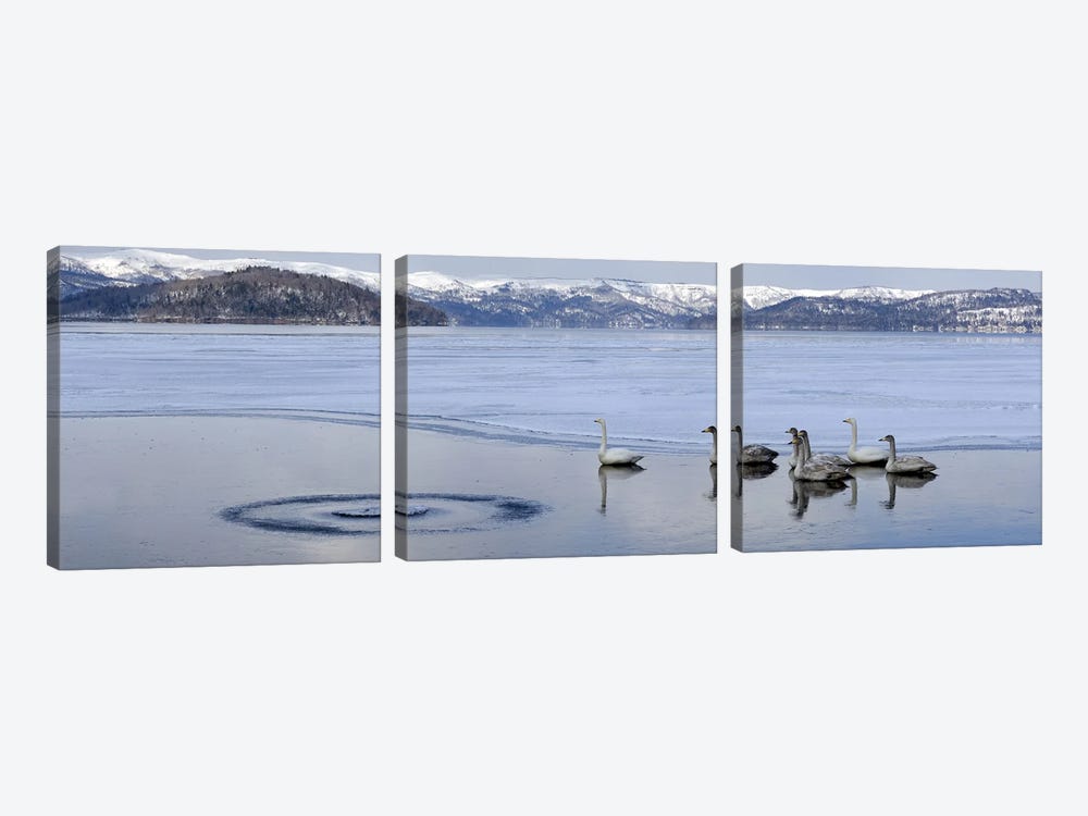 Whooper swans (Cygnus cygnus) on frozen lake, Lake Kussharo, Akan National Park, Hokkaido, Japan by Panoramic Images 3-piece Canvas Wall Art