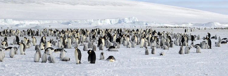 Emperor penguins (Aptenodytes forsteri) colony at snow covered landscape, Snow Hill Island, Antarctica