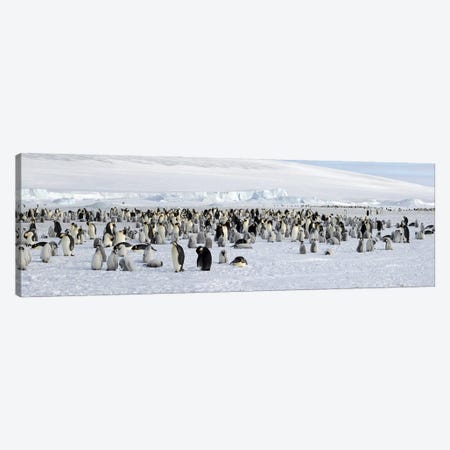 Emperor penguins (Aptenodytes forsteri) colony at snow covered landscape, Snow Hill Island, Antarctica Canvas Print #PIM10326} by Panoramic Images Canvas Wall Art