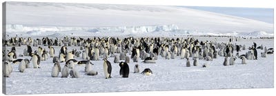 Emperor penguins (Aptenodytes forsteri) colony at snow covered landscape, Snow Hill Island, Antarctica Canvas Art Print