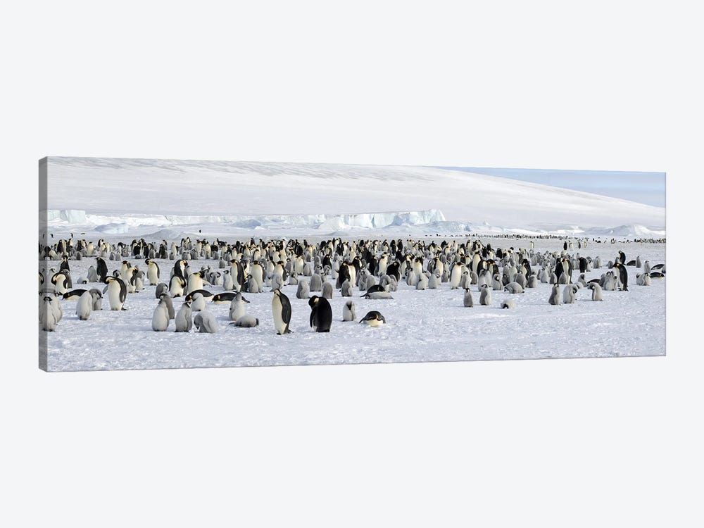Emperor penguins (Aptenodytes forsteri) colony at snow covered landscape, Snow Hill Island, Antarctica by Panoramic Images 1-piece Canvas Wall Art