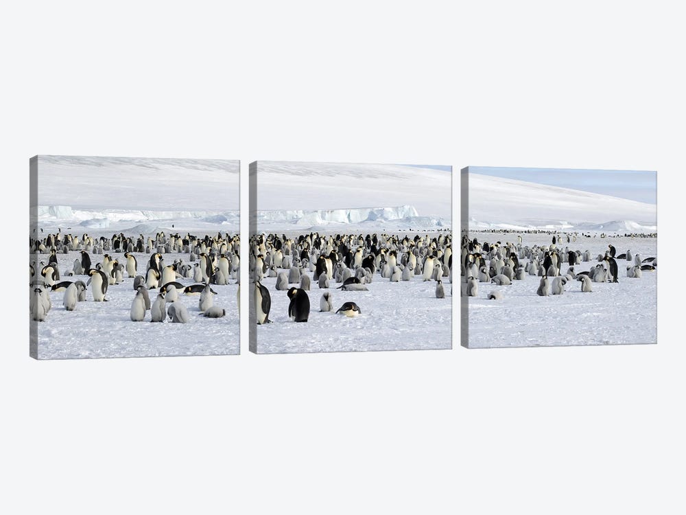 Emperor penguins (Aptenodytes forsteri) colony at snow covered landscape, Snow Hill Island, Antarctica by Panoramic Images 3-piece Canvas Art