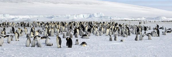 Antarctica: Emperor penguins (Aptenodytes forsteri) colony at snow covered landscape, Snow Hill Island, Antarctica by Panoramic Images