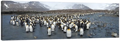 King penguins (Aptenodytes patagonicus) colony, St Andrews Bay, South Georgia Island Canvas Art Print - Penguin Art