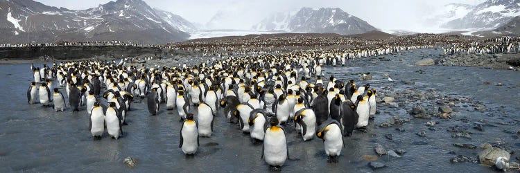 King penguins (Aptenodytes patagonicus) colony, St Andrews Bay, South Georgia Island