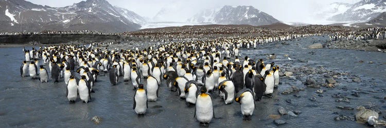 King penguins (Aptenodytes patagonicus) colony, St Andrews Bay, South Georgia Island by Panoramic Images wall art