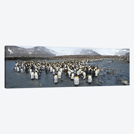 King penguins (Aptenodytes patagonicus) colony, St Andrews Bay, South Georgia Island Canvas Print #PIM10341} by Panoramic Images Art Print