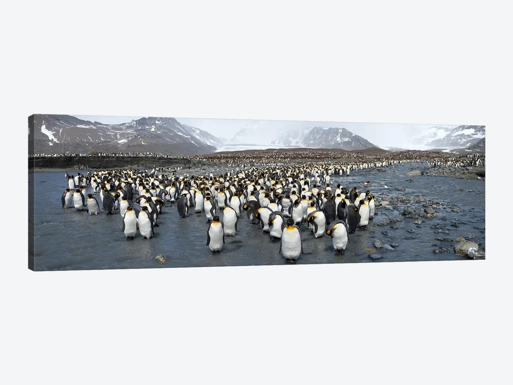 King penguins (Aptenodytes patagonicus) colony, St Andrews Bay, South Georgia Island by Panoramic Images 1-piece Art Print