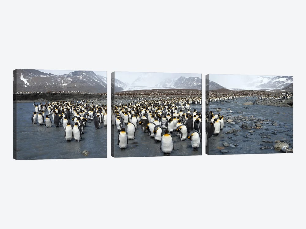 King penguins (Aptenodytes patagonicus) colony, St Andrews Bay, South Georgia Island by Panoramic Images 3-piece Art Print