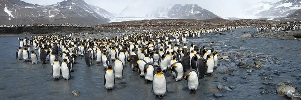 Penguins: King penguins (Aptenodytes patagonicus) colony, St Andrews Bay, South Georgia Island by Panoramic Images