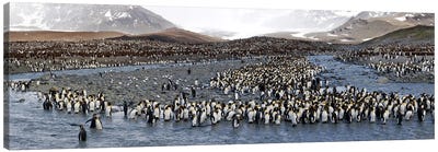 King penguins (Aptenodytes patagonicus) colony, St Andrews Bay, South Georgia Island #2 Canvas Art Print - Penguin Art