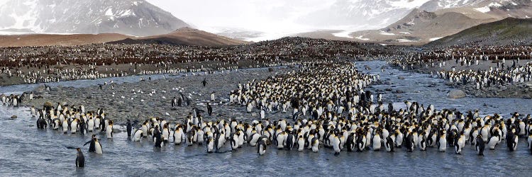 King penguins (Aptenodytes patagonicus) colony, St Andrews Bay, South Georgia Island #2