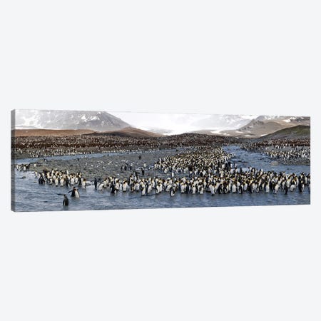 King penguins (Aptenodytes patagonicus) colony, St Andrews Bay, South Georgia Island #2 Canvas Print #PIM10342} by Panoramic Images Art Print