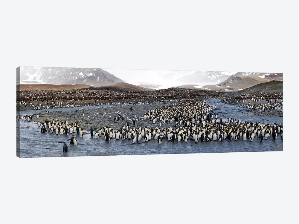 King penguins (Aptenodytes patagonicus) colony, St Andrews Bay, South Georgia Island #2 by Panoramic Images 1-piece Canvas Art