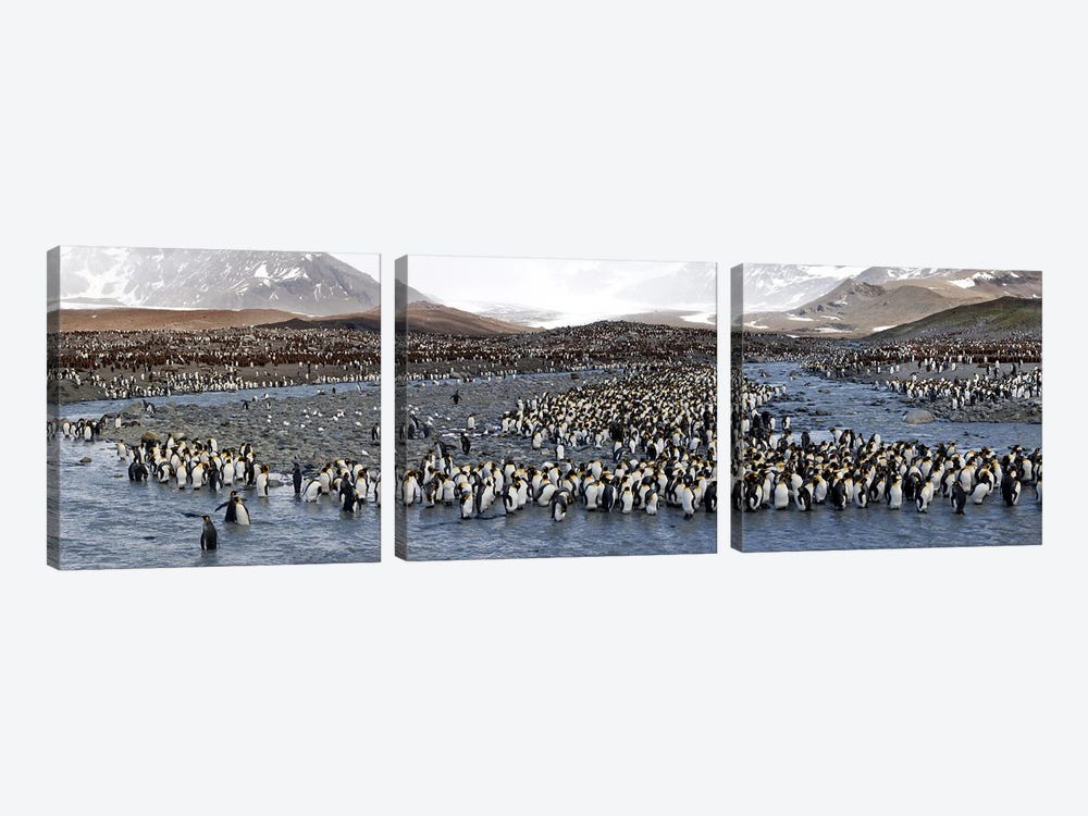 King penguins (Aptenodytes patagonicus) colony, St Andrews Bay, South Georgia Island #2 by Panoramic Images 3-piece Canvas Wall Art