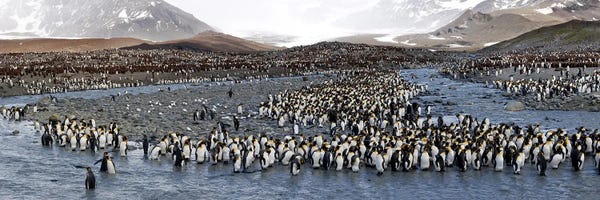 Penguins: King penguins (Aptenodytes patagonicus) colony, St Andrews Bay, South Georgia Island #2 by Panoramic Images