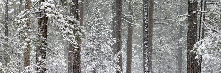 Snow covered Ponderosa Pine trees in a forest, Indian Ford, Oregon, USA