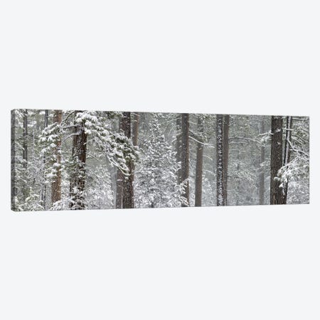 Snow covered Ponderosa Pine trees in a forest, Indian Ford, Oregon, USA Canvas Print #PIM10347} by Panoramic Images Canvas Wall Art