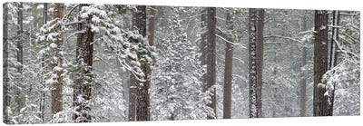 Snow covered Ponderosa Pine trees in a forest, Indian Ford, Oregon, USA Canvas Art Print