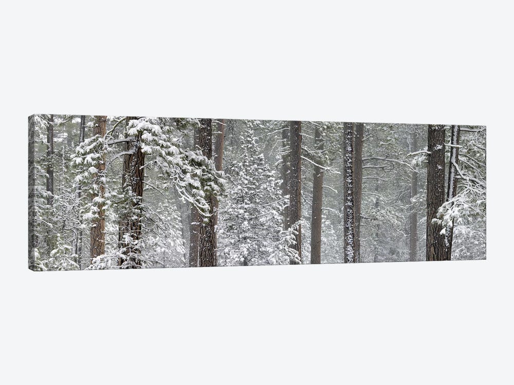 Snow covered Ponderosa Pine trees in a forest, Indian Ford, Oregon, USA by Panoramic Images 1-piece Art Print