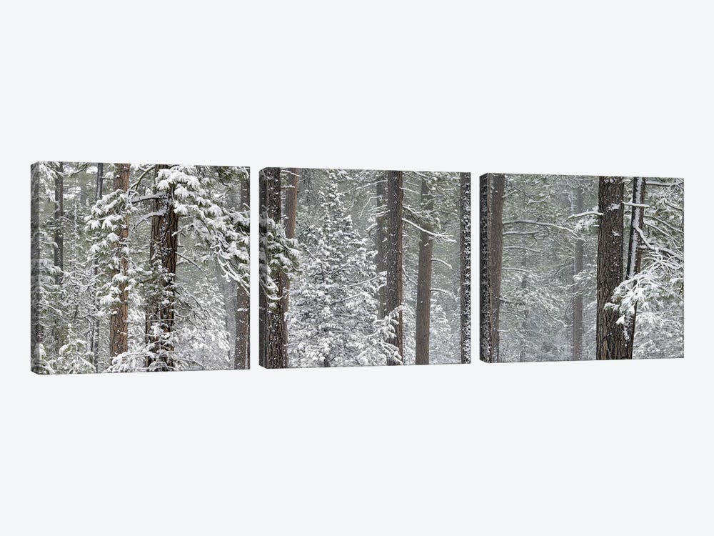 Snow covered Ponderosa Pine trees in a forest, Indian Ford, Oregon, USA by Panoramic Images 3-piece Canvas Print